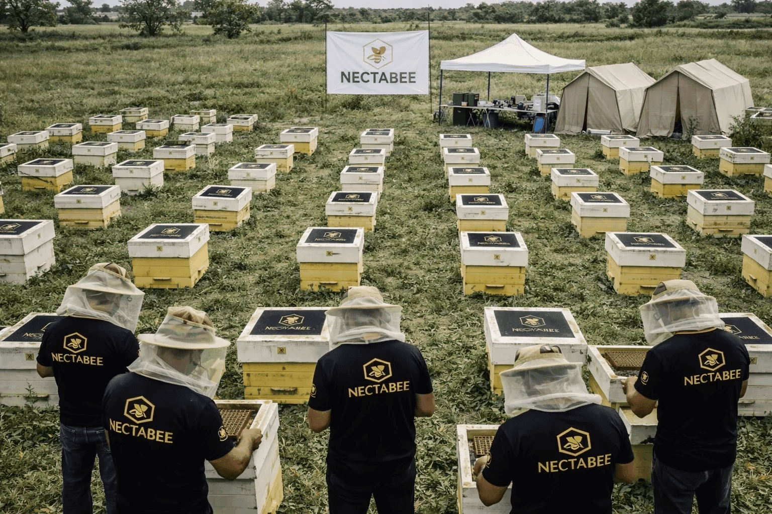 Bees on honeycomb at NectaBee apiary