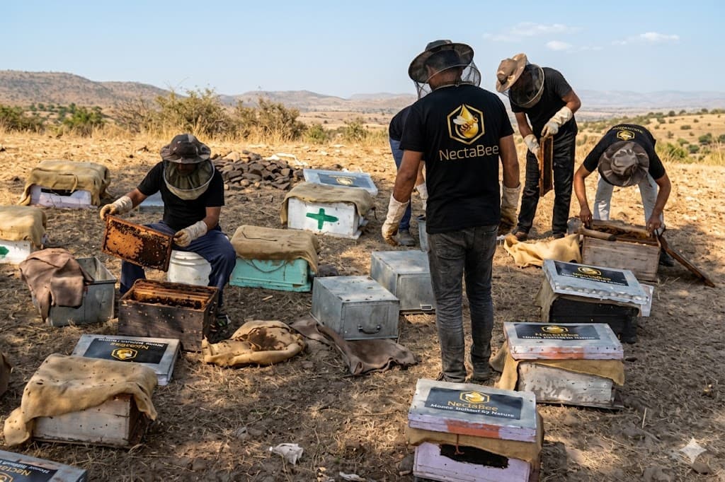 Beekeeper Inspects the Comb